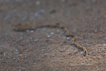 Oruga procesionaria del pino (thaumetopoea pityocampa)