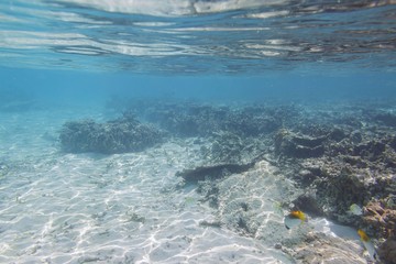 Beautiful underwater view during snorkeling. Maldives, Indian Ocean. Beautiful nature background.