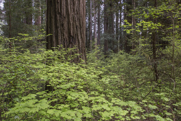 Fototapeta na wymiar California Redwoods