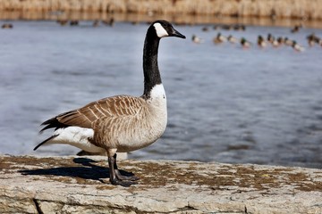 Canada goose with partial leucism.