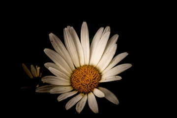 Flor
