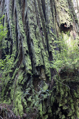 California Redwoods