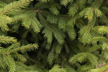 Beautiful green Christmas tree in the Park