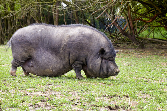 Pot-bellied pig walks in a meadow