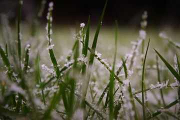 green grass with morning dew