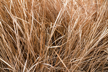 dry grass