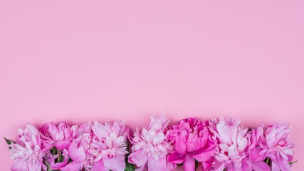 border of pink peony flowers on a pink background with a copy space