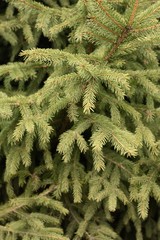 Beautiful green Christmas tree in the Park