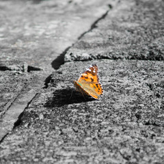 Fototapeta na wymiar butterfly on rock
