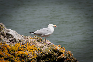 seagull on a rock