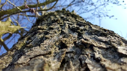 Baumrinde von unten