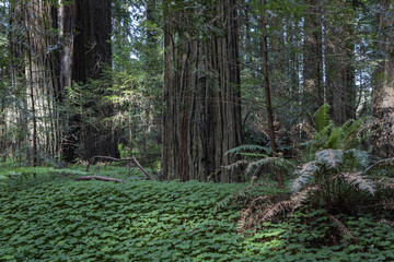 The Redwoods