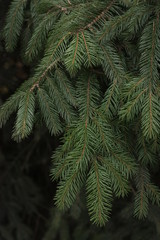 Beautiful green Christmas tree in the Park