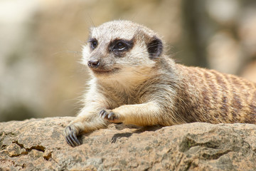 Meerkat in the sun are watching the area