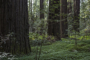 The Redwoods