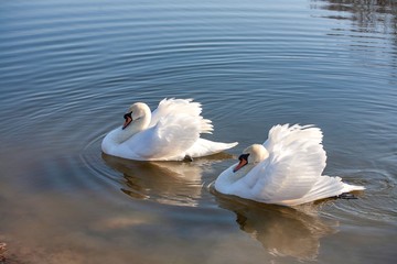a couple of swans in the blue lake water