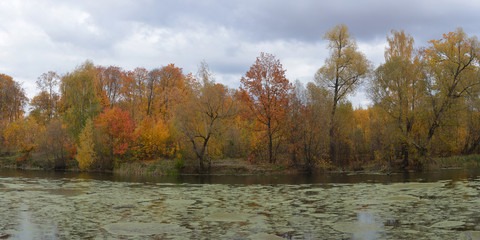 Walking through the forest, beautiful panorama.
