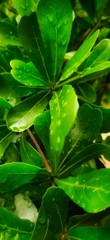 green leaves with drops of water