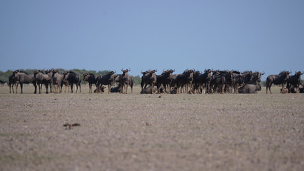Fototapeta na wymiar Herd of wildebeest on the savanna