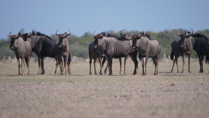 Naklejka na ściany i meble Herd of wildebeest on the savanna