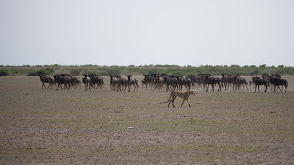 Fototapeta na wymiar Cheetah walks around a herd of wildbeest