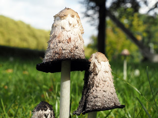 Close-up of wild edible Shaggy Mane or Shaggy ink cap mushrooms in grass on a sunny autumn day in Europe