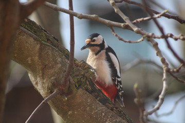 Buntspecht im Feigenbaum