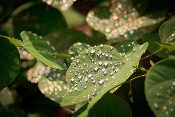 Rain droplets glistening on the sun over green leaves after a brief summer rain.