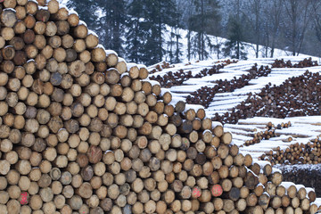 Wooden logs at sawmill