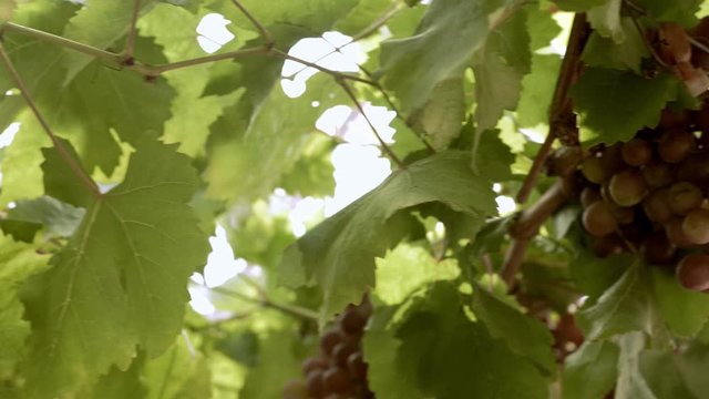 Organic grape vineyard with many bunches of grapes for harvesting. The fresh grapes are delicious, quality with slow motion scenes. 4K 29.97fps
