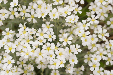Fototapeta na wymiar white rockkress flower, ground cover plants