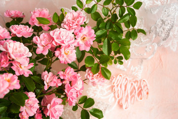 Soft Pink color Roses Background