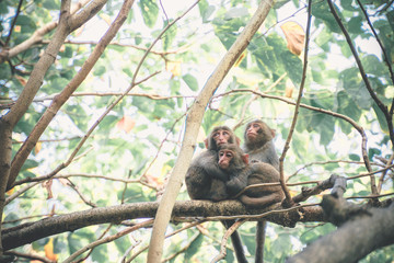 3 Formosan macaque in mountains of Kaohsiung city, Taiwan, also called Macaca cyclopis