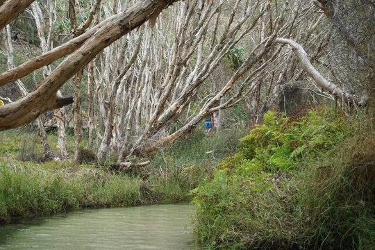 Eli Creek, Fraser Island Australia