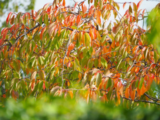 Colors of Autumn orange leaves on a tree