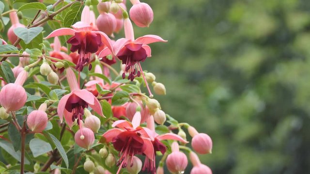 A close up view of a bunch of fuchsia flowers.