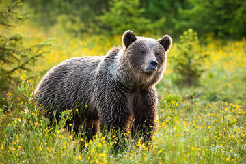 Fototapeta premium Surprised brown bear, ursus arctos, listening on a fresh meadow in springtime. Angry predator observing in summer from low angle view. Terrestrial animal standing in green grass from side.
