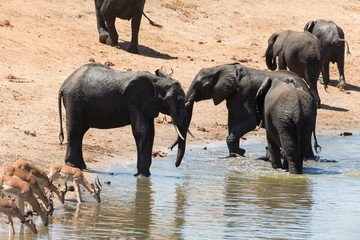 Eléphant d'Afrique, Loxodonta africana, Impala,Aepyceros melampus, Parc national Kruger, Afrique du Sud