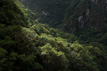 Fototapeta na wymiar Jungle at Machu Picchu Incan citadel. Andes Mountains Peru. Urubamba River valley.