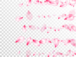 Japanese cherry blossom pink flying petals