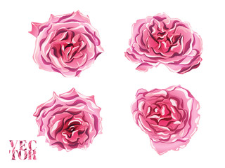 Vector Rose Background.