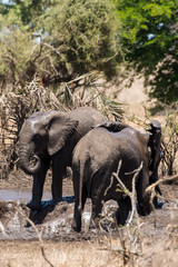 Eléphant d'Afrique, Loxodonta africana, Parc national Kruger, Afrique du Sud