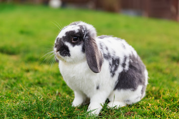 portrait of a mixed breed pet rabbit