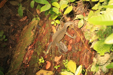 Monitor Lizard at Sepilok National Park, Malaysia