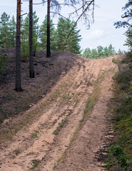 view of Latvian pine forest, sand belt in forest is for fire protection so as not to spread further