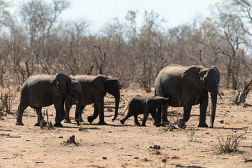 Plakat Eléphant d'Afrique, Loxodonta africana, Parc national Kruger, Afrique du Sud