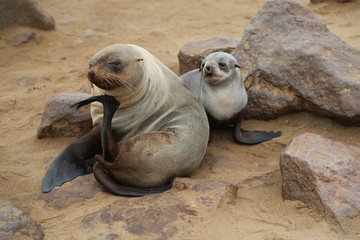 Sea Lion and his baby at Cape Cross, Namibia