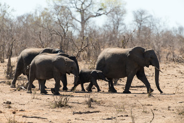 Obraz premium Eléphant d'Afrique, Loxodonta africana, Parc national Kruger, Afrique du Sud