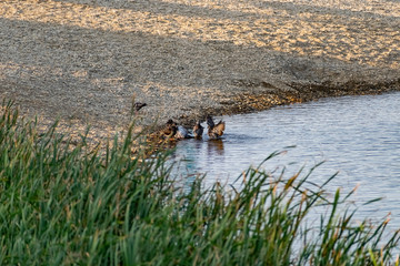 Dark blue and colored pigeons walking along the seashore, near a large salt water. Landscape with...