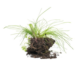 Spring young green grass with dirt isolated on white background and texture, clipping path